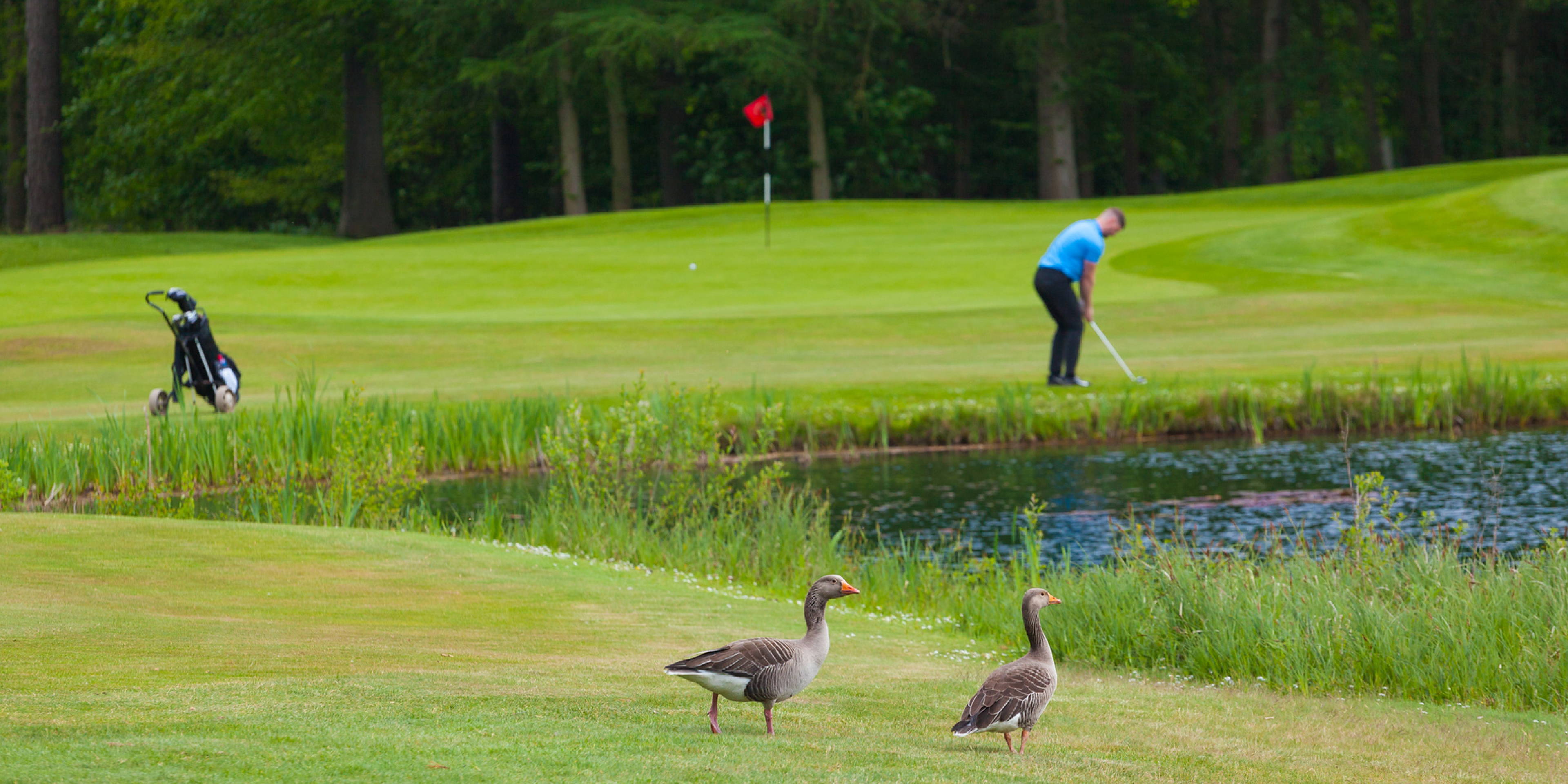 Tripadvisortestimonial Desktop Testimonial 1