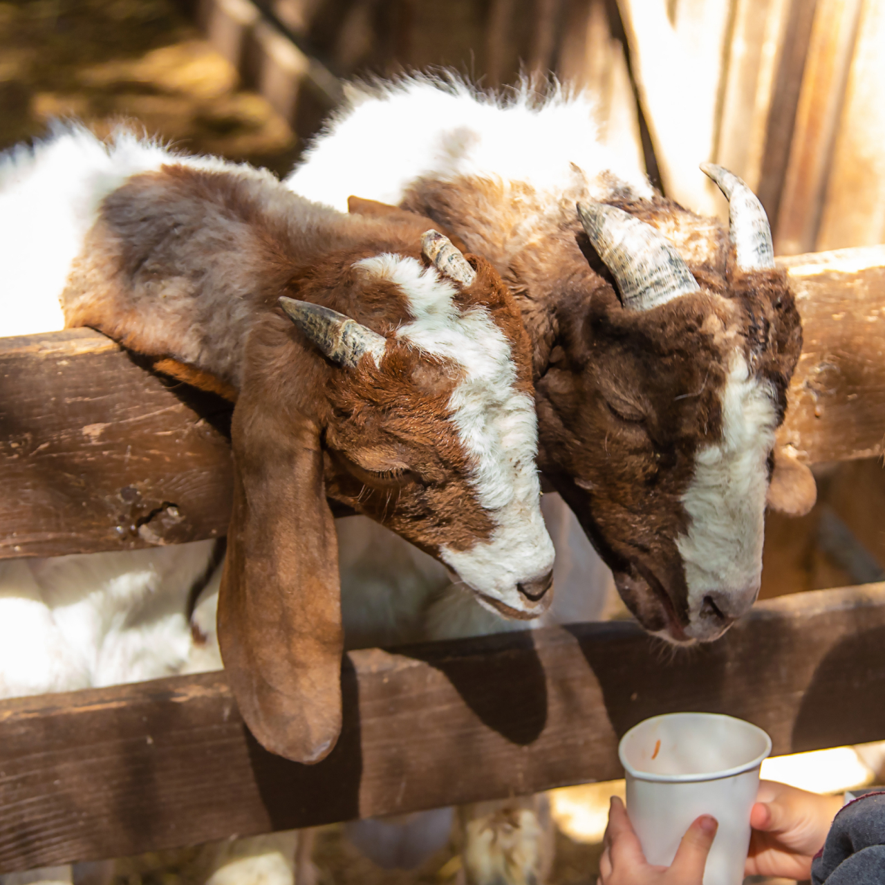 MAY HALF TERM 5050 Desktop TTD