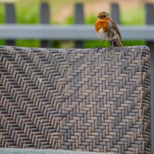 <p>OUR FRIENDLY ROBIN</p>