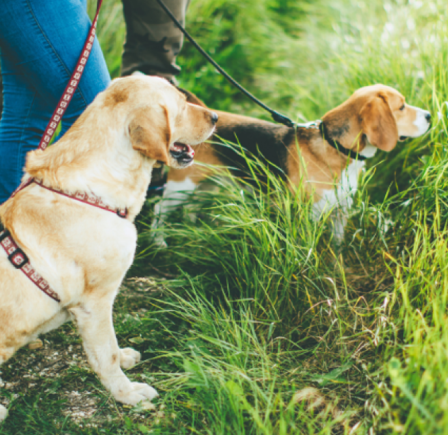 <strong>WALKS IN LINCOLNSHIRE</strong>