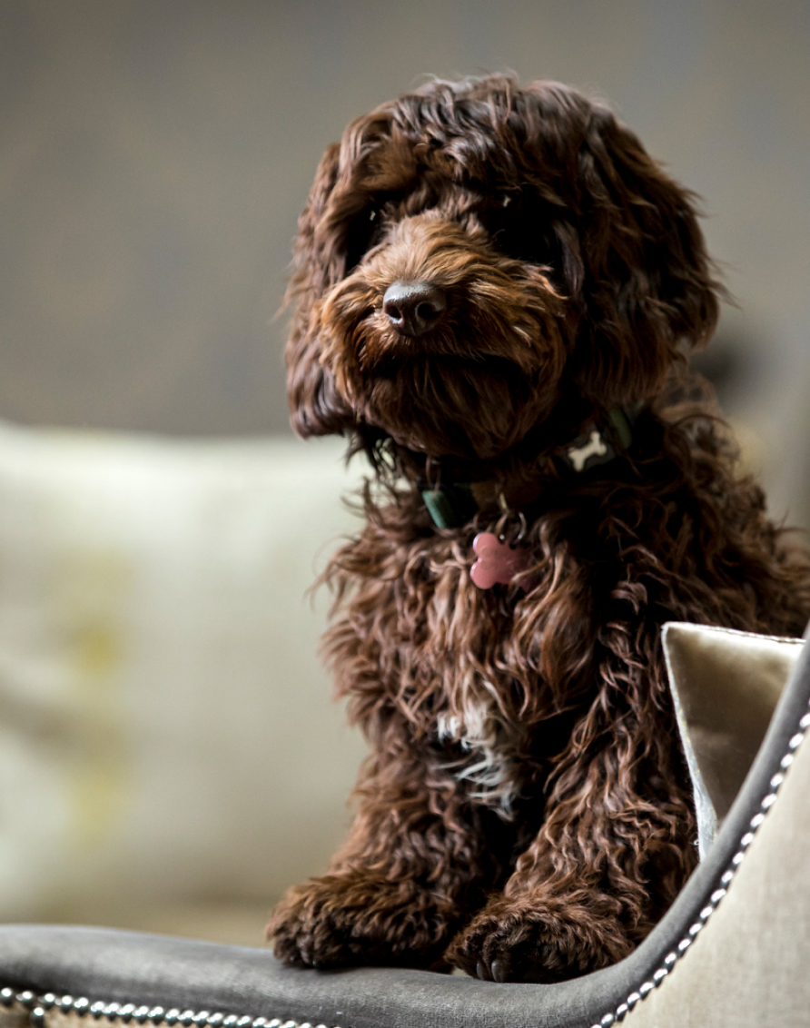 Crosssell Desktop Primary CTA Dog